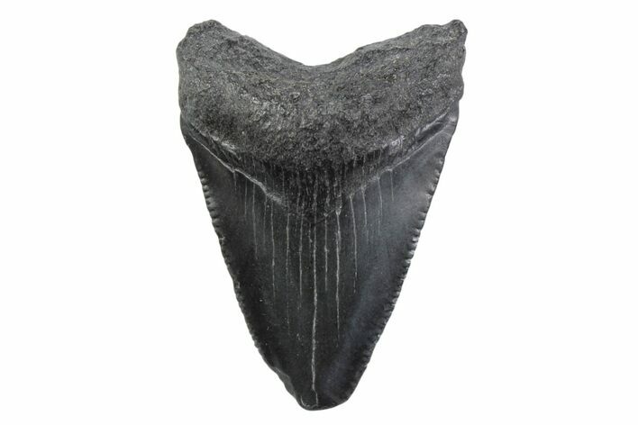 Serrated, Juvenile Megalodon Tooth - South Carolina #362235